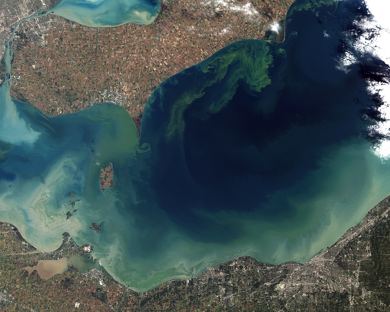 NASA satellite image of a vivid green algal bloom swirling across western Lake Erie