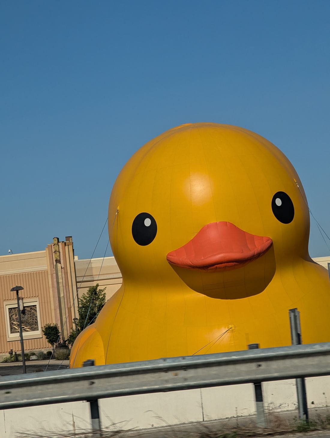 Mama Duck, the world's largest rubber duck, looming over a guardrail at Hollywood Casino Toledo